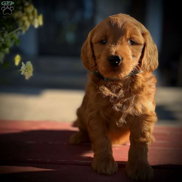 Zane, Mini Goldendoodle Puppy